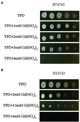 Investigation the global effect of rare earth gadolinium on the budding Saccharomyces cerevisiae by genome-scale screening